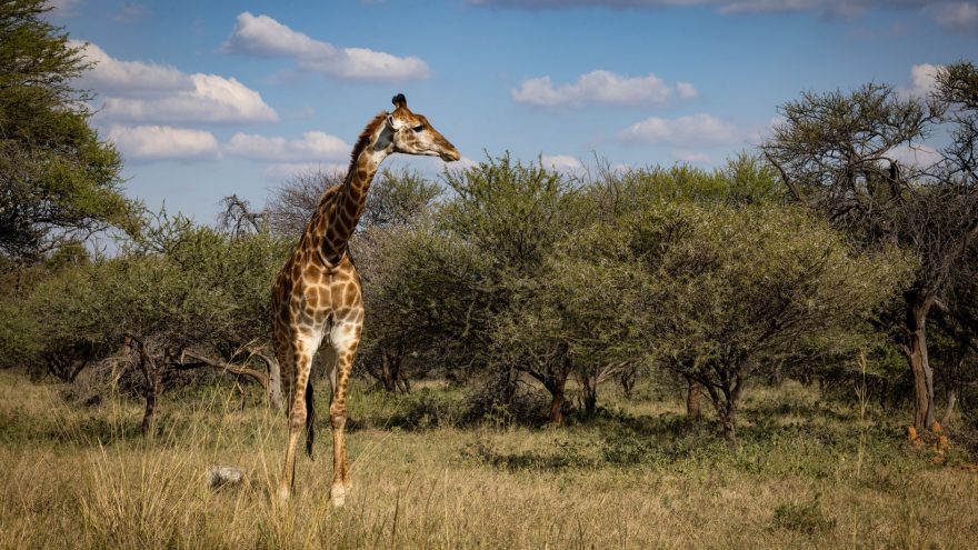 Botswana : Précautions recommandées pour les voyageurs