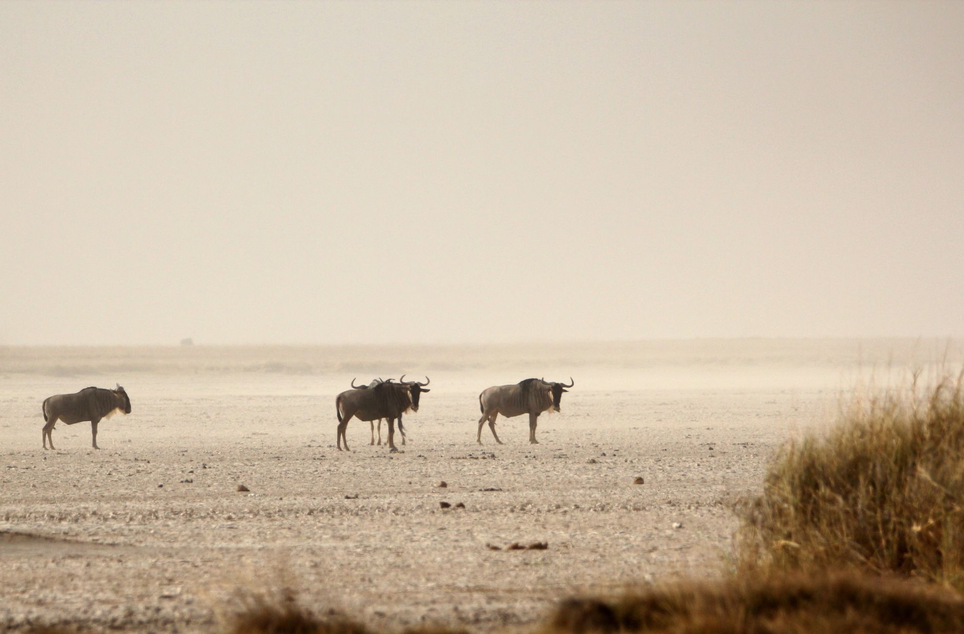 Comprendre l’Afrique avant d’y aller