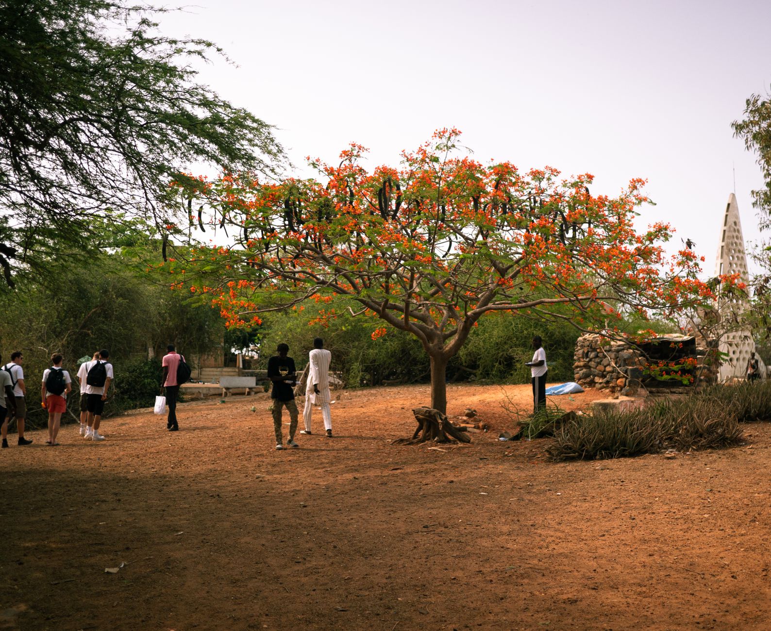 A group of people walks through a serene park featuring a vibrant, flowering tree, capturing a peaceful afternoon outdoors.