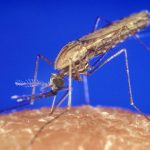 Moustique anophèle, vecteur du paludisme, se nourrissant sur la peau