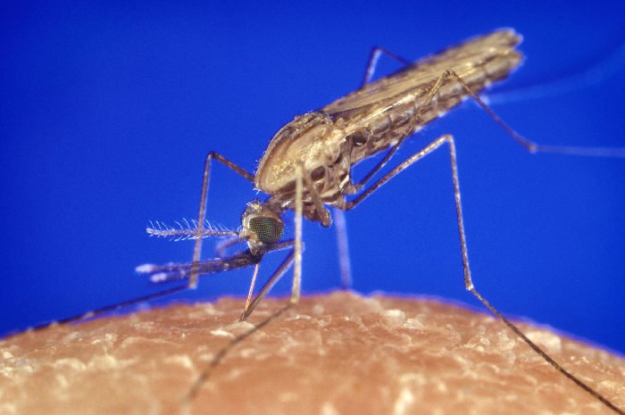 Moustique anophèle, vecteur du paludisme, se nourrissant sur la peau