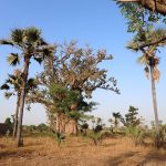 Baobab dans la savane sénégalaise près de Lam-Lam