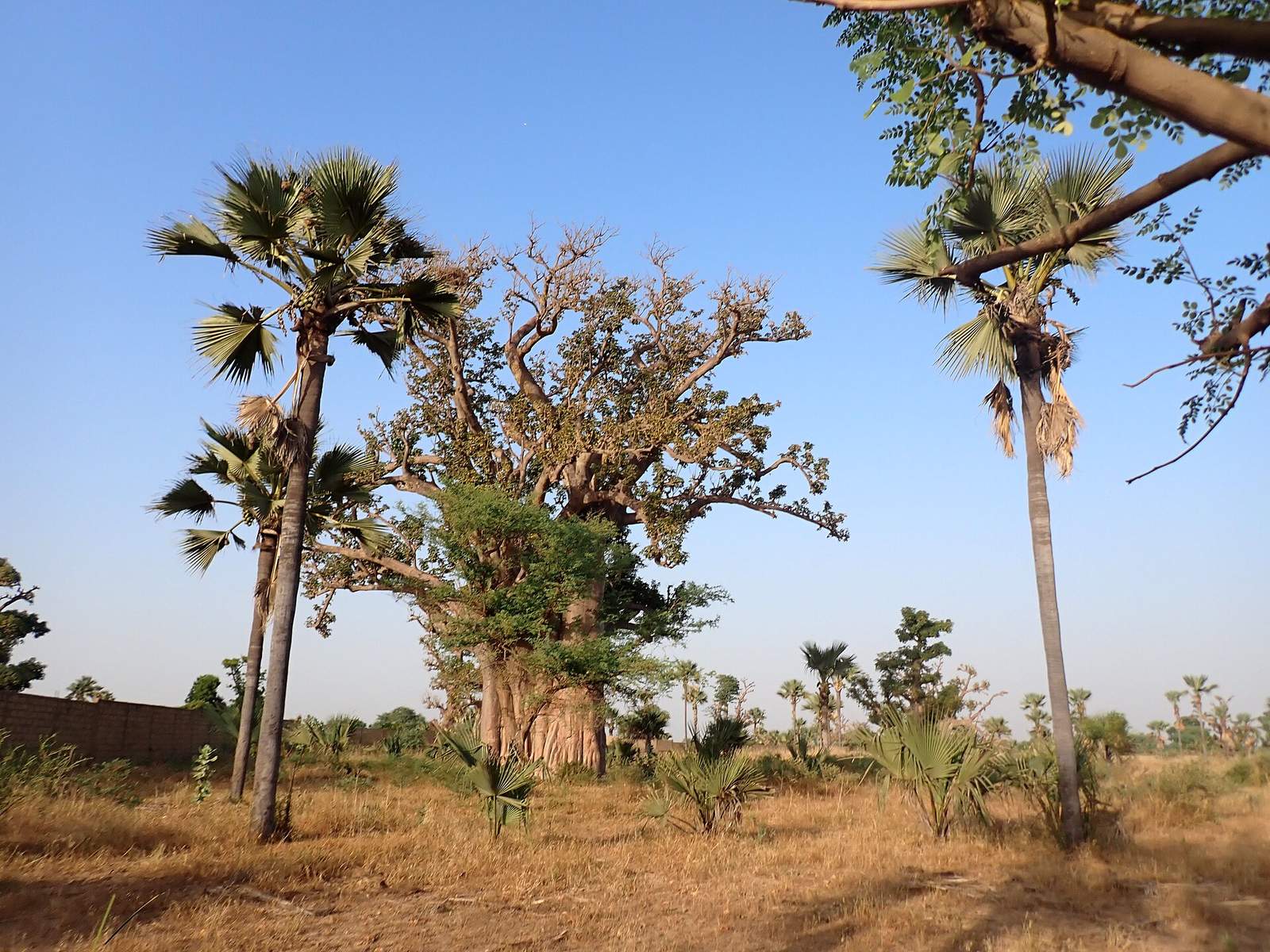 Baobab dans la savane sénégalaise près de Lam-Lam