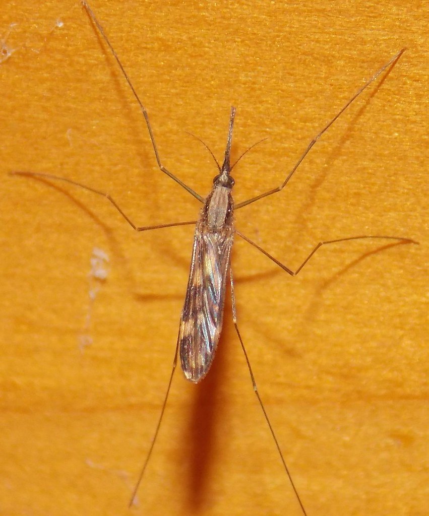 Les risques sanitaires des moustiques cet été