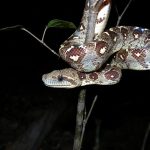 Serpent enroulé sur une branche