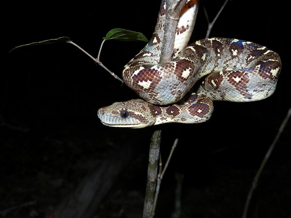 Serpent enroulé sur une branche