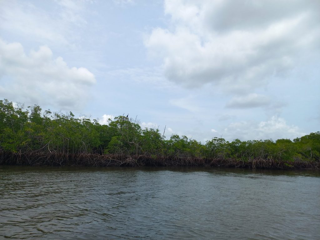 Mangrove bordant un bolong du delta du Saloum au Sénégal