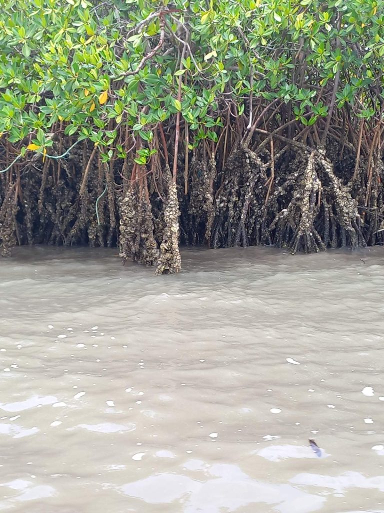 Racines de palétuviers dans l'eau du delta du Saloum