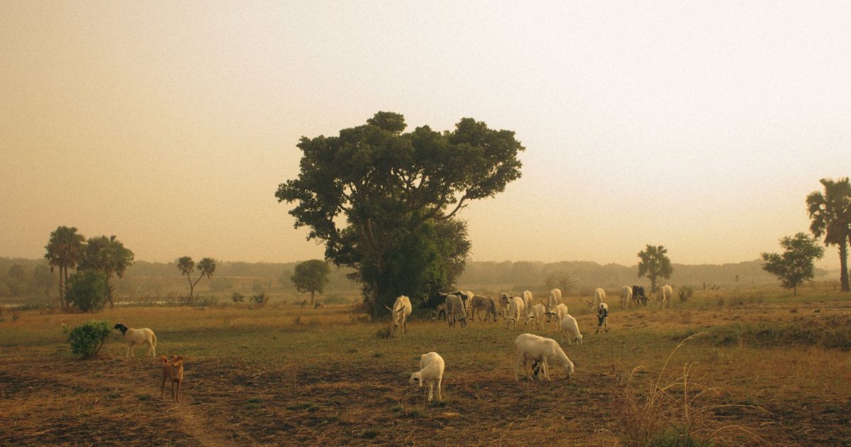 Voyager au Sénégal : attention aux risques sanitaires !